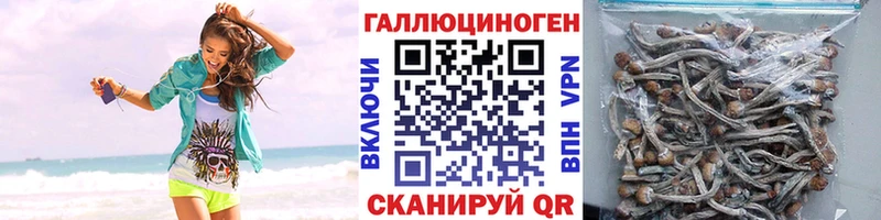 Псилоцибиновые грибы Psilocybine cubensis Челябинск